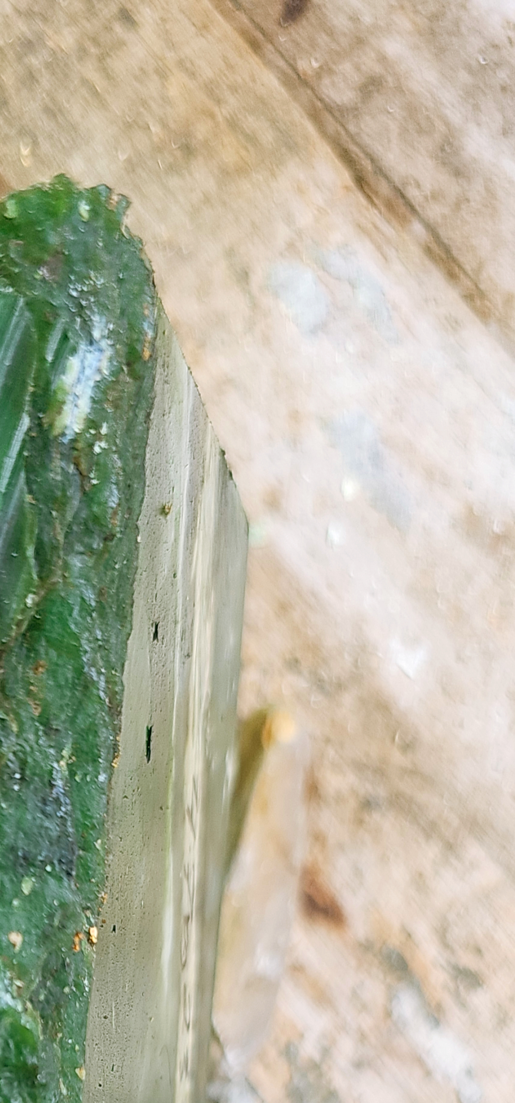 Natural Deep Emerald-Green Jade-Like Rough Slab – Vivid Green Core, Translucent Pale-Green Veining, Cream-Green Matrix & Distinct Layered Color Zoning – 4.7 KG